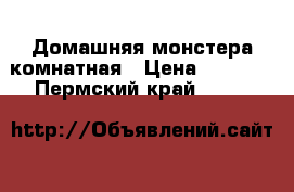 Домашняя монстера комнатная › Цена ­ 4 000 - Пермский край  »    